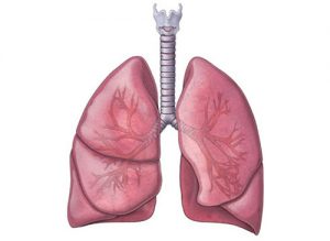 Phòng ngừa các bệnh về phổi